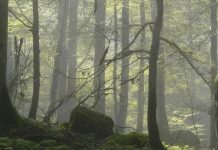 UNESCO Under Pressure: Will the World’s 50-Million-Year-Old Hyrcanian Forest Be Left to Collapse?