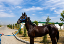 The Netherlands’ Biggest Horse Event: The World Championship of the Legendary Akhal-Teke Horses